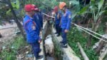 Drama Idul Adha : Mau Dikasih Makan, Sapi di Bogor Malah Kabur Masuk ke Selokan