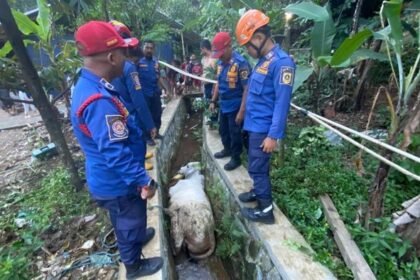 Drama Idul Adha : Mau Dikasih Makan, Sapi di Bogor Malah Kabur Masuk ke Selokan