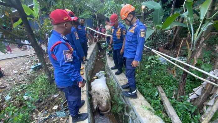 Drama Idul Adha : Mau Dikasih Makan, Sapi di Bogor Malah Kabur Masuk ke Selokan