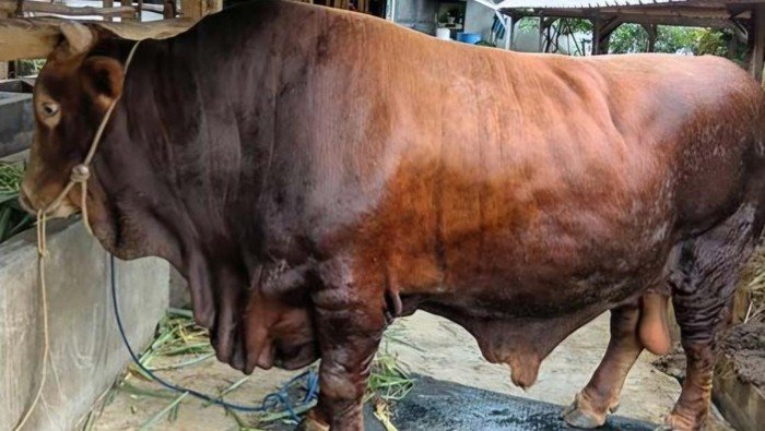 Presiden Prabowo Gelontorkan Rp100 Miliar APBN, Sebar 1.098 Sapi Kurban Berbobot di Atas 1 Ton