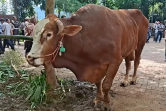 Gerindra Tegaskan Sapi Kurban Rp100 Miliar Prabowo Sesuai UU APBN 2026