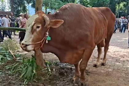 Gerindra Tegaskan Sapi Kurban Rp100 Miliar Prabowo Sesuai UU APBN 2026