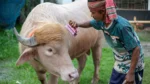 Banyak Penggemar dan Langka, Kerbau "Donald Trump" Batal Dijagal dan Pindah ke Kebun Binatang