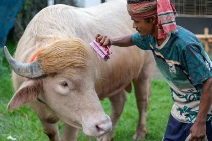 Banyak Penggemar dan Langka, Kerbau "Donald Trump" Batal Dijagal dan Pindah ke Kebun Binatang