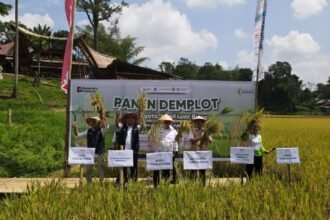 Pemupukan Berimbang Dongkrak Hasil Panen Padi di Toraja