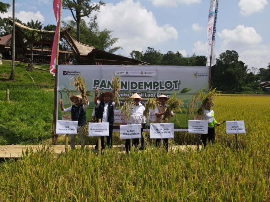 Pemupukan Berimbang Dongkrak Hasil Panen Padi di Toraja