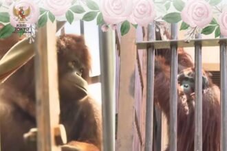 Orangutan RI Jennifer Menikah dengan Hayato, Warga Jepang Sawer Rp1,4 Miliar untuk "Bulan Madu"