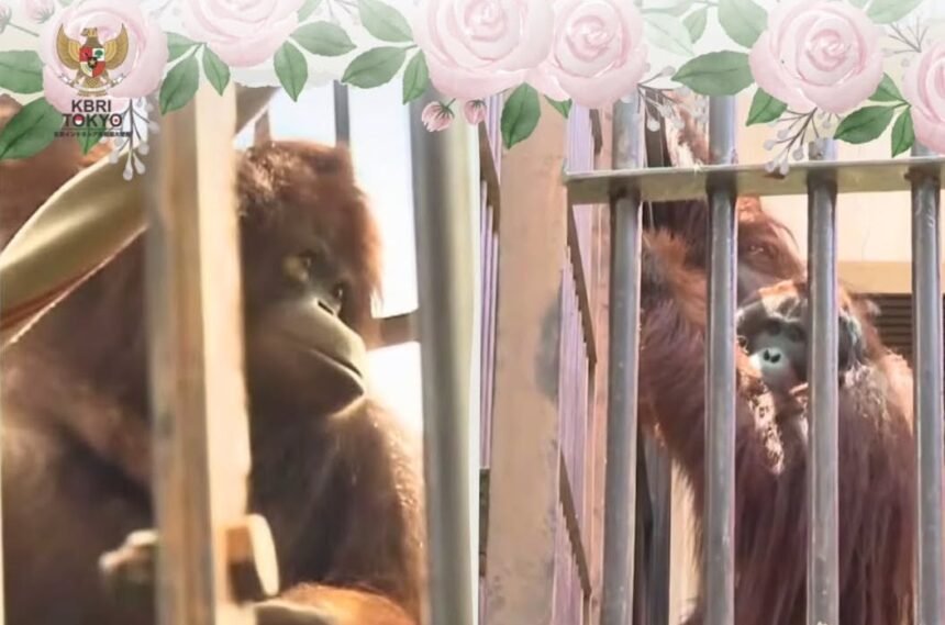 Orangutan RI Jennifer Menikah dengan Hayato, Warga Jepang Sawer Rp1,4 Miliar untuk "Bulan Madu"