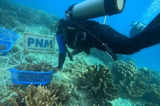 Upaya PNM Hadirkan Masa Depan Anak-Anak Lewat Pelestarian Laut