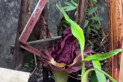 Dikira Bangkai Tikus, Warga Bumi Mentari Depok Syok Temukan Bunga Langka Mekar Sempurna