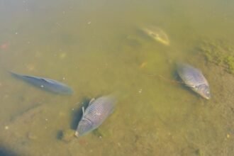 Gelombang Panas Ekstrem AS Picu Kematian Massal Ribuan Ikan di Berbagai Danau