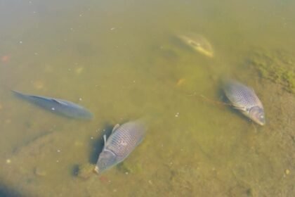Gelombang Panas Ekstrem AS Picu Kematian Massal Ribuan Ikan di Berbagai Danau