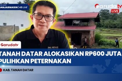Pemkab Tanah Datar Alokasikan Rp600 Juta untuk Pulihkan Peternakan Terdampak Bencana