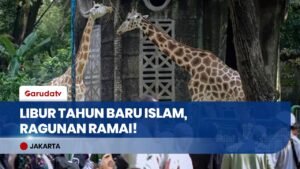 Momentum Libur Tahun Baru Islam, Ribuan Pengunjung Padati Taman Margasatwa Ragunan sejak Pagi!