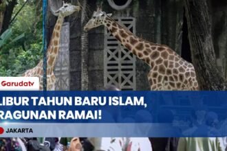Momentum Libur Tahun Baru Islam, Ribuan Pengunjung Padati Taman Margasatwa Ragunan sejak Pagi!