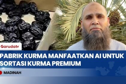 Dari Madinah ke Dunia, Teknologi AI Pastikan Mutu Kurma Ajwa Tetap Terjaga