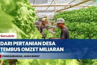 Gerakkan Ekonomi Desa: Intip Sukses Budidaya Selada dan Semangka Petani Pangandaran untuk Mitra BGN