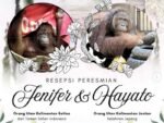 Resepsi Pernikahan Orang Utan Jennifer dan Hayato Digelar Besok, Ayo Beri Restu