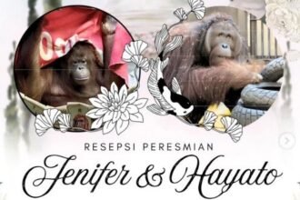 Resepsi Pernikahan Orang Utan Jennifer dan Hayato Digelar Besok, Ayo Beri Restu