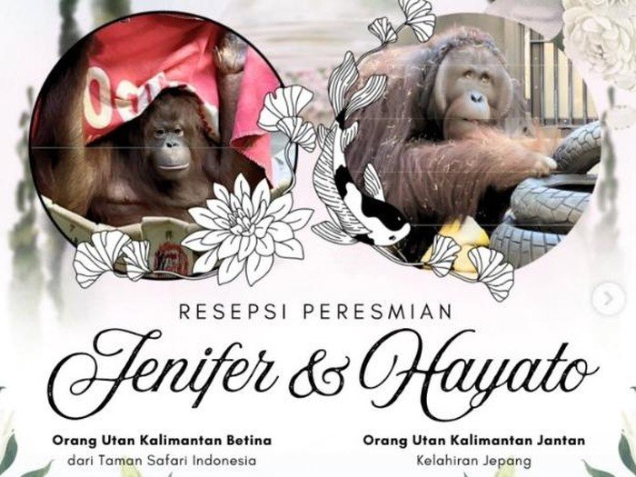 Resepsi Pernikahan Orang Utan Jennifer dan Hayato Digelar Besok, Ayo Beri Restu