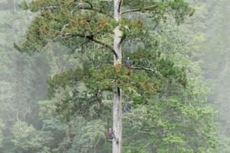 Menjulang 84 Meter Menembus Awan, "Pedang Langit" Taiwan Jadi Pohon Tertinggi se-Asia Timur