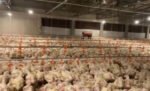 Gelombang panas ekstrem di Prancis memicu kematian ratusan ribu unggas dan menurunkan produksi susu sapi, sementara pemerintah menyiapkan langkah darurat untuk mengatasi dampak di sektor peternakan.