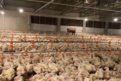 Gelombang panas ekstrem di Prancis memicu kematian ratusan ribu unggas dan menurunkan produksi susu sapi, sementara pemerintah menyiapkan langkah darurat untuk mengatasi dampak di sektor peternakan.