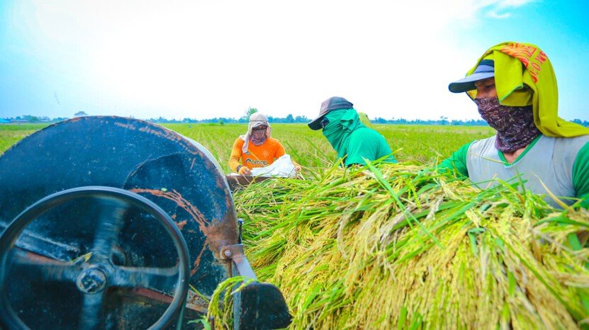 Cetak Rekor! Produksi Beras Indonesia Naik di Saat Global Sedang Turun 2 Cetak Rekor! Produksi Beras Indonesia Naik di Saat Global Sedang Turun