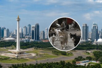 300 Ribu Kucing Liar Berkeliaran di Jakarta