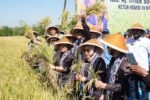 Bulog dan Komisi IV DPR Dukung Kesejahteraan Petani di Klaten