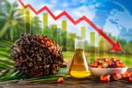 Harga referensi CPO Juli 2026 turun 2,78 persen menjadi USD1.000,90 per metrik ton, sementara harga referensi biji kakao justru meningkat akibat gangguan pasokan global.