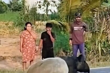 DPR Desak Langkah Nyata Kemenhut Usai Tapir Dibantai di Jalinsum Mesuji
