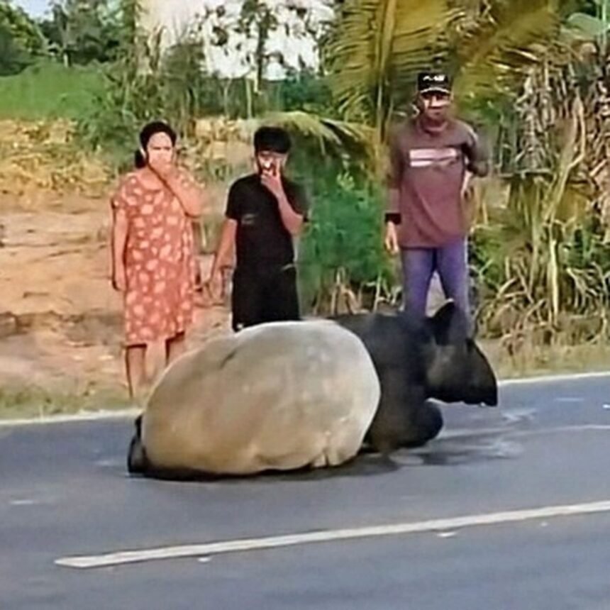 DPR Desak Langkah Nyata Kemenhut Usai Tapir Dibantai di Jalinsum Mesuji