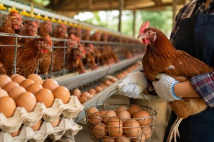 Harga Minimum Ayam Hidup dan Telur Resmi Diatur
