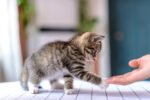 Muhammadiyah Hadirkan KucingMu, Komunitas Pecinta Kucing dengan KTAM Khusus