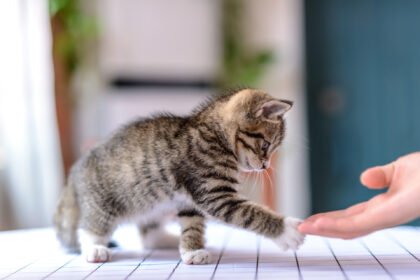 Muhammadiyah Hadirkan KucingMu, Komunitas Pecinta Kucing dengan KTAM Khusus