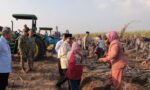 Petani memanfaatkan momen panen raya nasional di Malang untuk menyampaikan harapan langsung kepada Presiden Prabowo Subianto terkait kesejahteraan petani, pupuk, dan pembangunan desa.