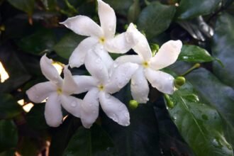 Intip 10 Bunga Cantik dengan Wangi Memikat, Ada yang Jadi Bahan Baku Parfum Chanel