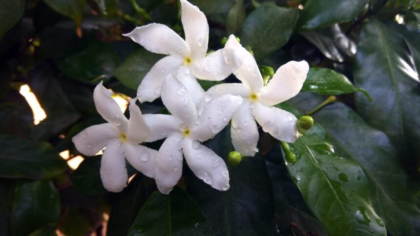 Intip 10 Bunga Cantik dengan Wangi Memikat, Ada yang Jadi Bahan Baku Parfum Chanel