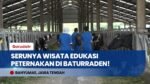 Serunya Belajar Beternak! Mengintip Mini Ranch Eduwisata BBPTUHPT Baturraden Banyumas
