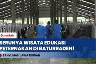Serunya Belajar Beternak! Mengintip Mini Ranch Eduwisata BBPTUHPT Baturraden Banyumas