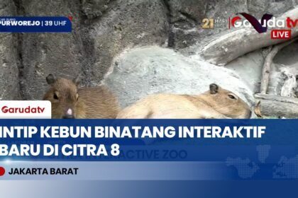 Seru Banget! Main Bareng Capybara di Citra Interactive Zoo, Tempat Wisata Baru Hits di Jakarta Barat