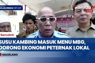 Bakom RI Usulkan Susu Kambing Masuk MBG, Sentra Peternakan Berpotensi Jadi Prioritas
