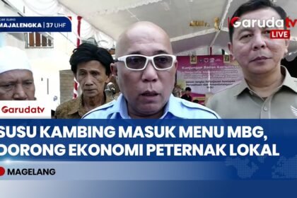 Bakom RI Usulkan Susu Kambing Masuk MBG, Sentra Peternakan Berpotensi Jadi Prioritas