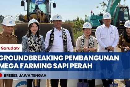 Mentan Amran Pimpin Groundbreaking Mega Farm Sapi Perah di Brebes, Targetkan 180 Ribu Ton Susu!