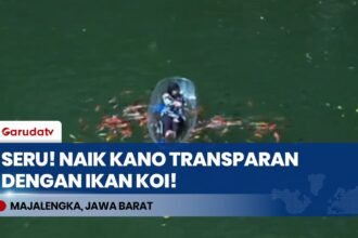 Seru! Sensasi Naik Perahu Kano Transparan Dikelilingi Ribuan Ikan Koi di Situ Cipanten Majalengka