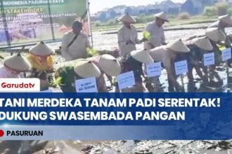 Tani Merdeka Pasuruan Raya Gelar Tanam Padi Serentak, Dukung Swasembada Pangan Nasional