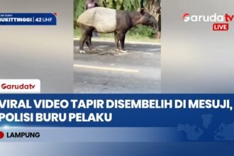 Tragis! Tapir Langka yang Viral di Jalinsum Lampung Tewas Disembelih, Polisi Kejar Pelaku