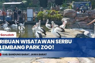 Lembang Park Zoo Diserbu Ribuan Wisatawan, Meerkat Hingga Capybara Jadi Primadona!