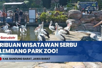 Lembang Park Zoo Diserbu Ribuan Wisatawan, Meerkat Hingga Capybara Jadi Primadona!